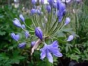 Agapanthus Double Blue